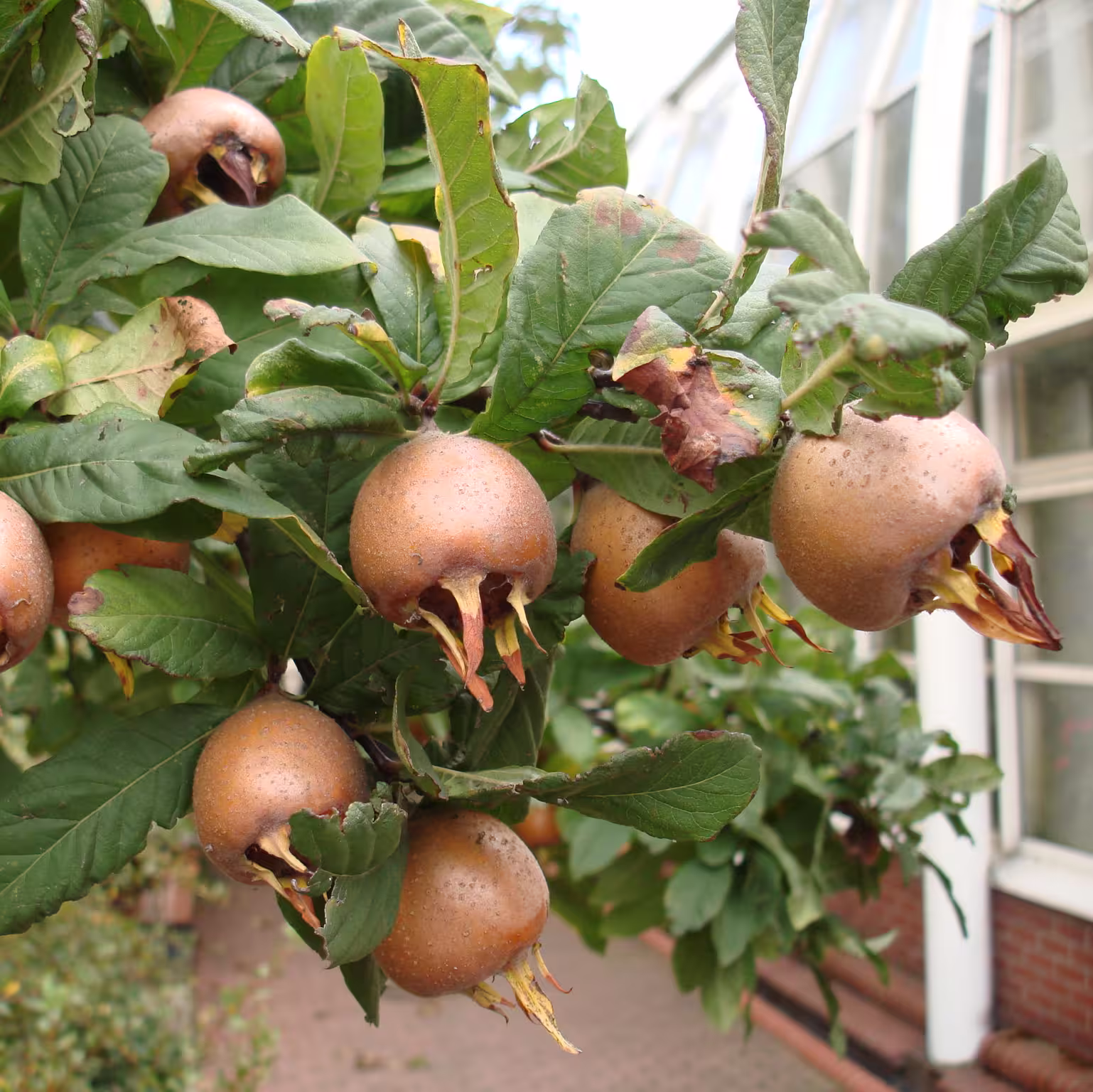 Goudkleurige mispels. Goudkleurige mispels.